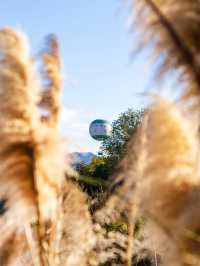 杭州秋日天花板|西溪濕地秋蘆飛雪懶人攻略