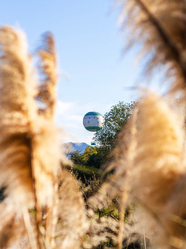 杭州秋日天花板|西溪濕地秋蘆飛雪懶人攻略