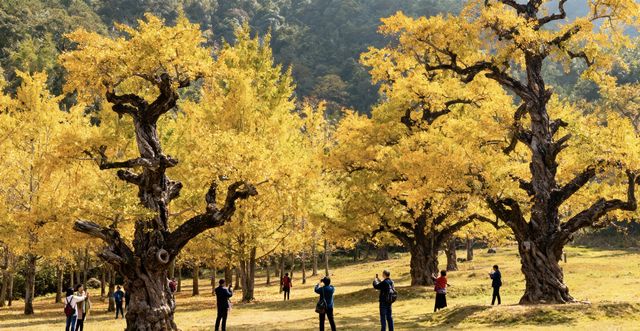 浪漫銀杏之約漫步金秋