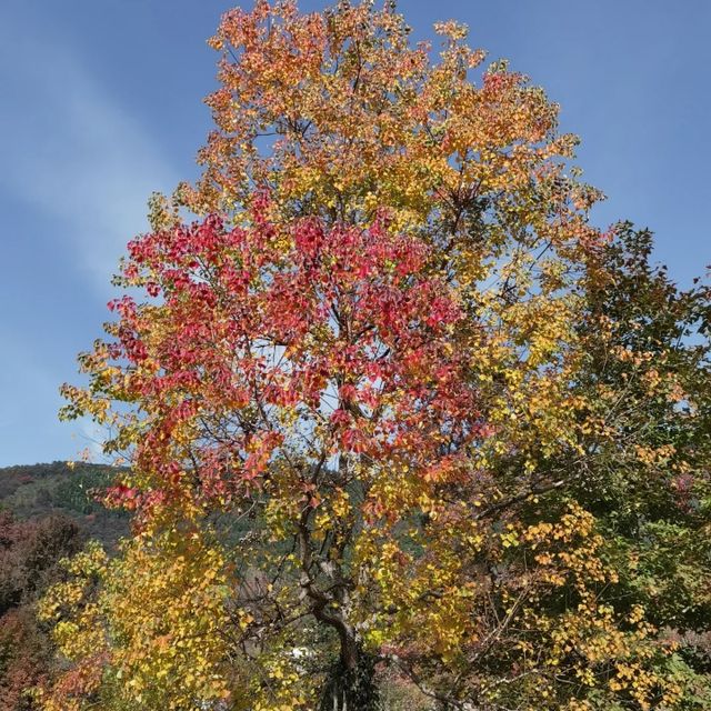 初冬江浙滬徒步指南丨金秋限定美景打卡地全公開！