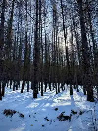 樺皮嶺已回！遊玩攻略已發！評論區有問必答