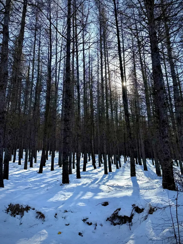 樺皮嶺已回！遊玩攻略已發！評論區有問必答