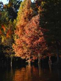 秋日陰雨漫步水杉林
