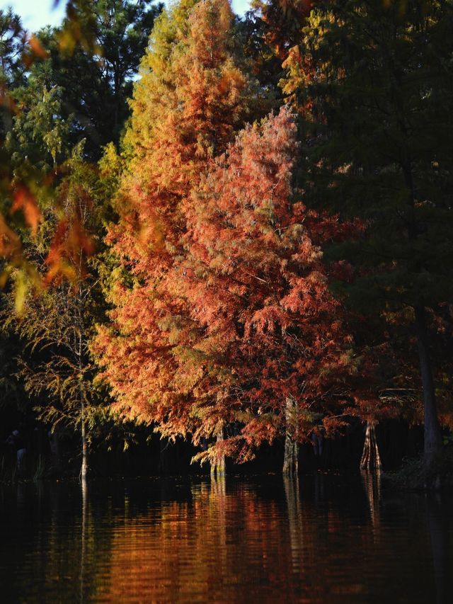秋日陰雨漫步水杉林 秋日陰雨漫步水杉林