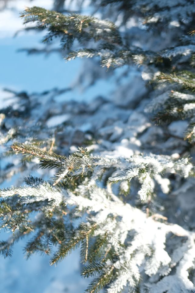 在北大湖實現了霧淞自由 在北大湖實現了霧淞自由
