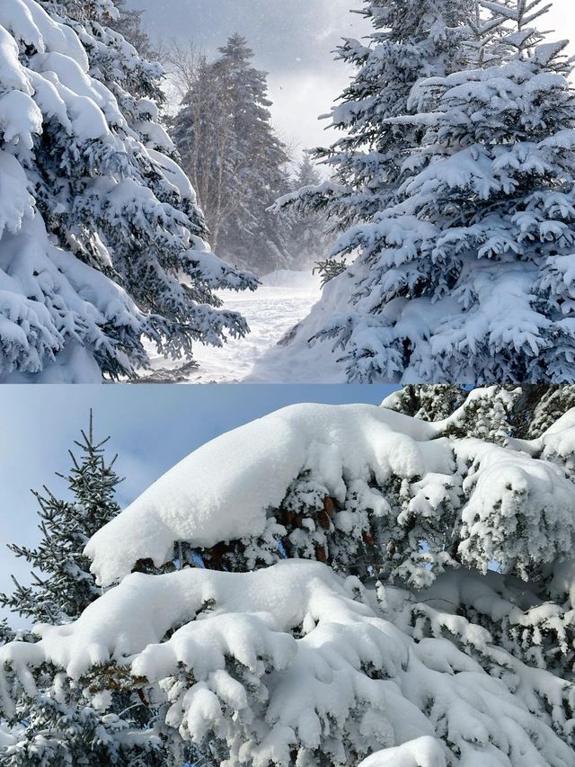 一場說走就走的雪嶺朝聖誰不愛這片北國雪鄉! 一場說走就走的雪嶺朝聖誰不愛這片北國雪鄉!