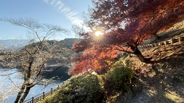 東京秋日限定-奧多摩湖紅葉秘境攻略