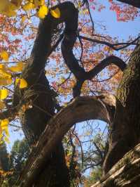 魔都賞秋必去園林