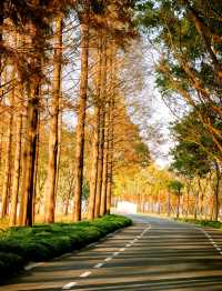 崇明島明珠湖｜秋日私藏的金色童話秘境！