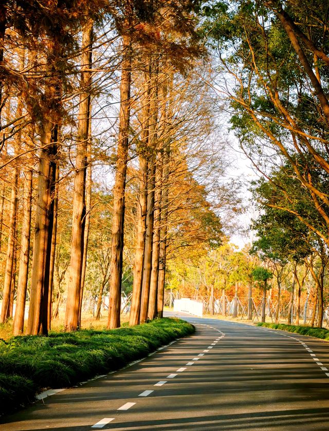 崇明島明珠湖｜秋日私藏的金色童話秘境！