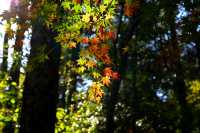 廬山賞秋必去！牯嶺鎮楓葉紅透的浪漫時光