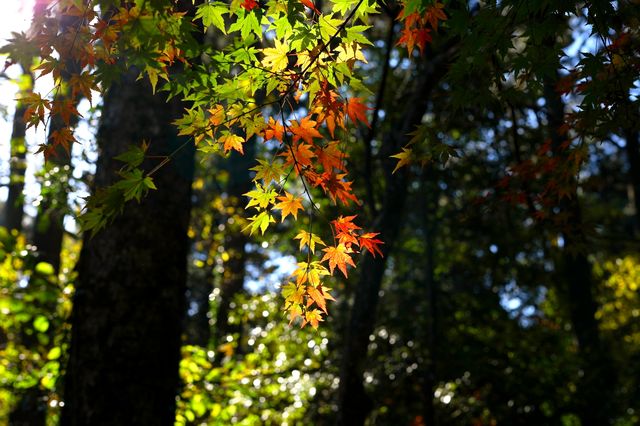 廬山賞秋必去！牯嶺鎮楓葉紅透的浪漫時光