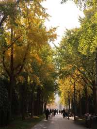 滬上初冬的鎏金秘境｜藏在靜安的小眾銀杏海絕了！