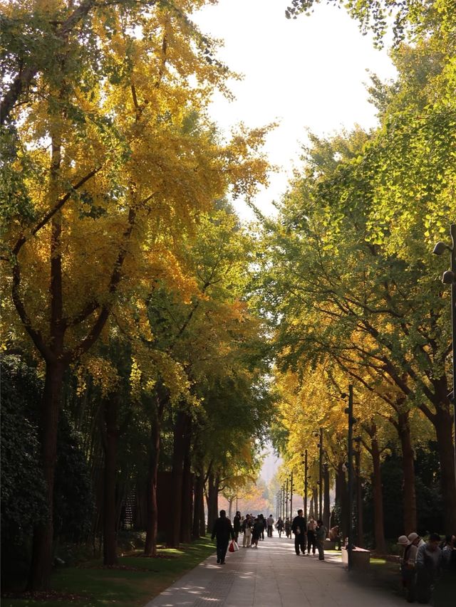 滬上初冬的鎏金秘境｜藏在靜安的小眾銀杏海絕了！