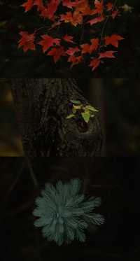 浐灞濕地的藍與紅美到窒息