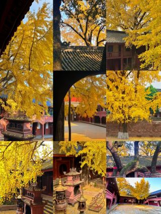 Mianyang｜Encountering the early winter beauty of Bandeng Temple in Zitong is truly wonderful～