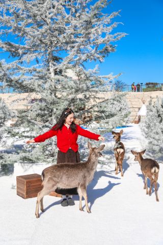 You can enjoy cuddling with little deer under the frost without leaving Qingdao