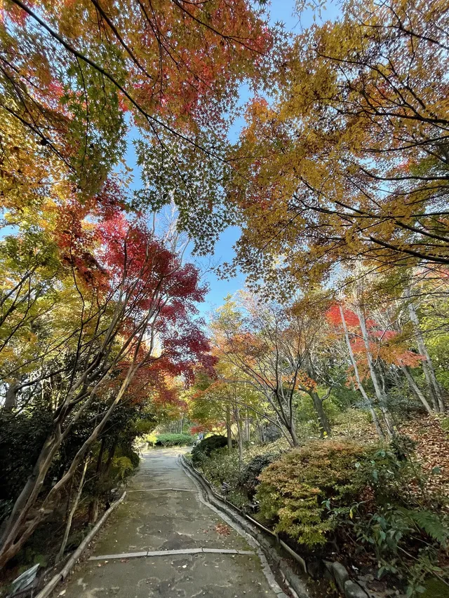 名古屋紅葉—白鳥庭園 名古屋紅葉—白鳥庭園
