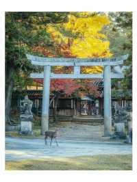 奈良小眾秘境東大寺的鎮守社・手向山八幡宮的紅葉絕景