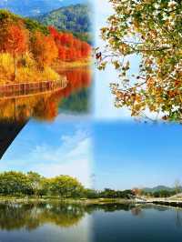 西麗湖碧道秋日攻略|打卡橙紅落羽杉,6km精華線安全出片