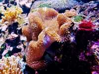 Coral Kingdom Calling: Your Ultimate Great Barrier Reef Snorkel Adventure