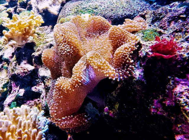 Coral Kingdom Calling: Your Ultimate Great Barrier Reef Snorkel Adventure