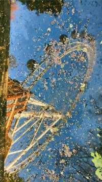 深秋限定合肥逍遙津的絕美金色童話