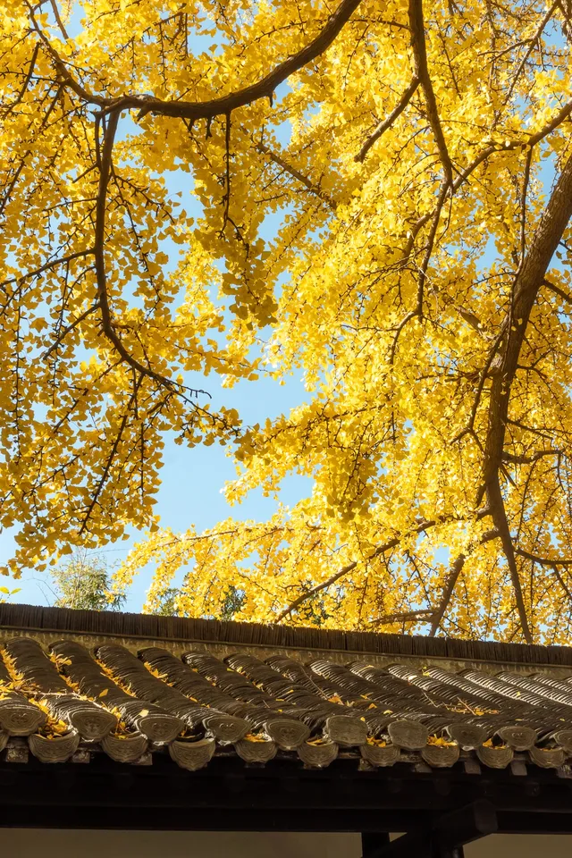 揚州的秋色真的值得專程去一趟