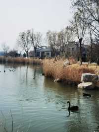 唐島灣濕地公園