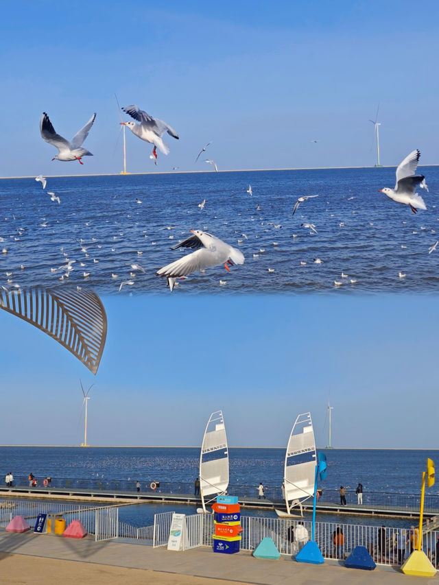 天津帶娃封神體驗!海上小火車追海鷗值哭 天津帶娃封神體驗!海上小火車追海鷗值哭