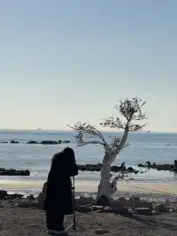 來青島一定不能錯過,這條sea walk路線!原圖