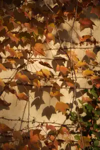 是何老師同款濮院！《嚮往》裡的秋日油畫江南！