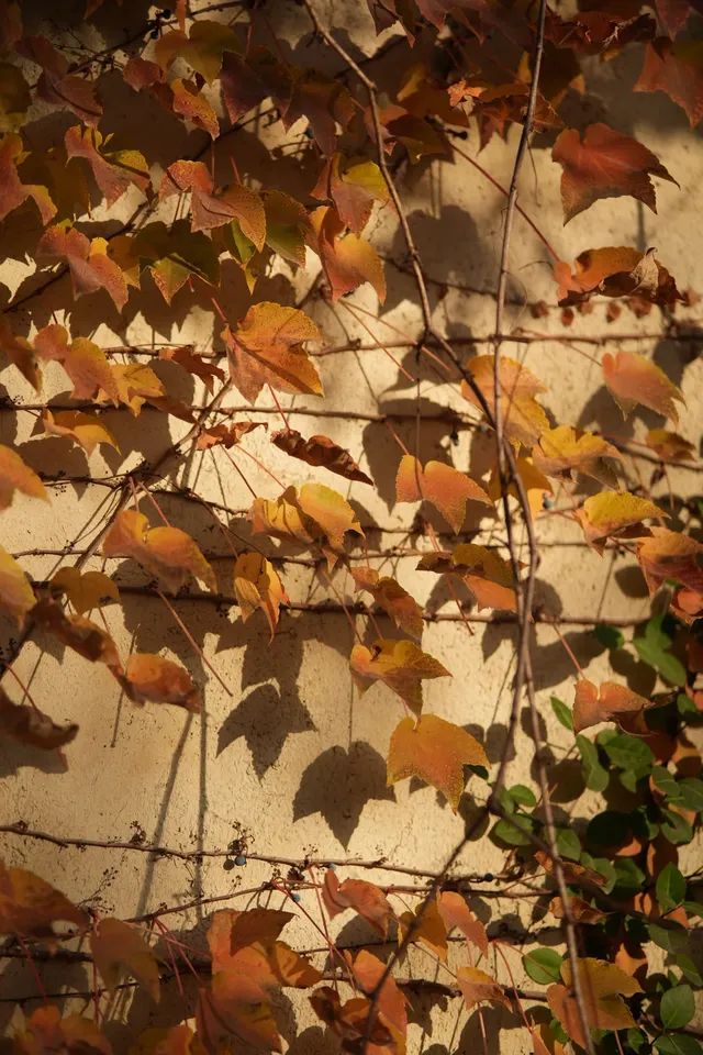 是何老師同款濮院！《嚮往》裡的秋日油畫江南！