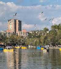 翠湖公園的海鷗全體出動！現在流行"爬樹"了🌳