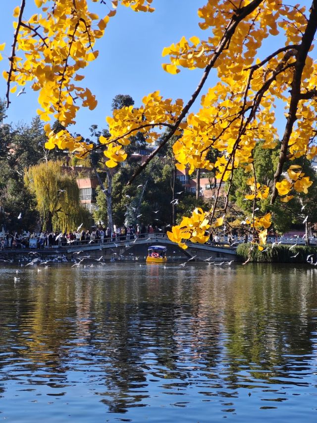冬日限定！昆明翠湖與紅嘴鷗的浪漫邂逅