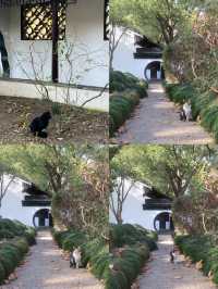 12.08醉白池限定楓葉盛景！12元拍爆江南秋韻