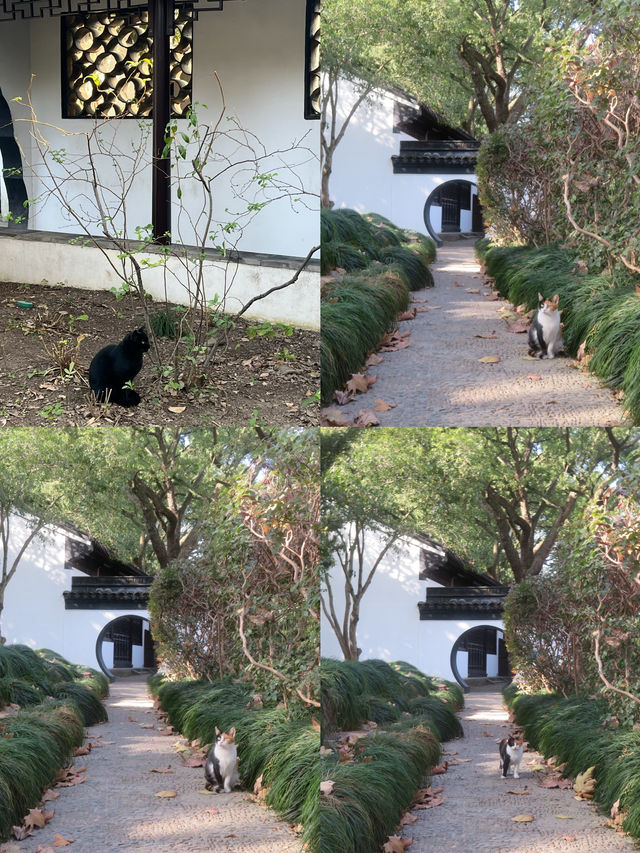 12.08醉白池限定楓葉盛景！12元拍爆江南秋韻