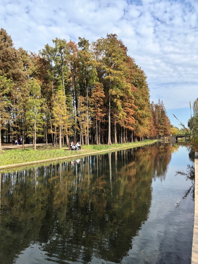 秋天的共青森林公園彷彿是一幅油畫 秋天的共青森林公園彷彿是一幅油畫