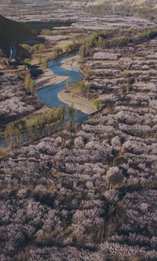 베이징 주변|정말 만 묘의 살구꽃 바다에 들어갔어요! 거짓말 아니에요