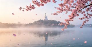 桜の木の下、白塔と満開の桜の雨に酔いしれる湖心！花舞う湖畔のベストタイミング！