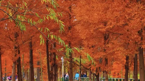 คู่มือชมทิวทัศน์ฤดูใบไม้ร่วงเมืองหยานไท่ — traveler post in หลงโข่ว