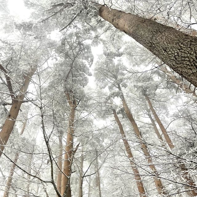 제주 🗻한라산🗻관음사(삼각봉) 등산(왕복6시간)