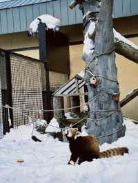 北海道 旭川 旭山動物園🦁🐯🐻🦊🐧