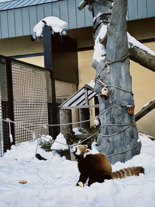 北海道 旭川 旭山動物園🦁🐯🐻🦊🐧