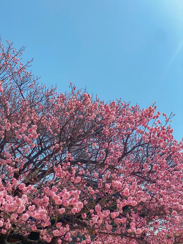 서울 홍매화 명소는 역시 창덕궁💗