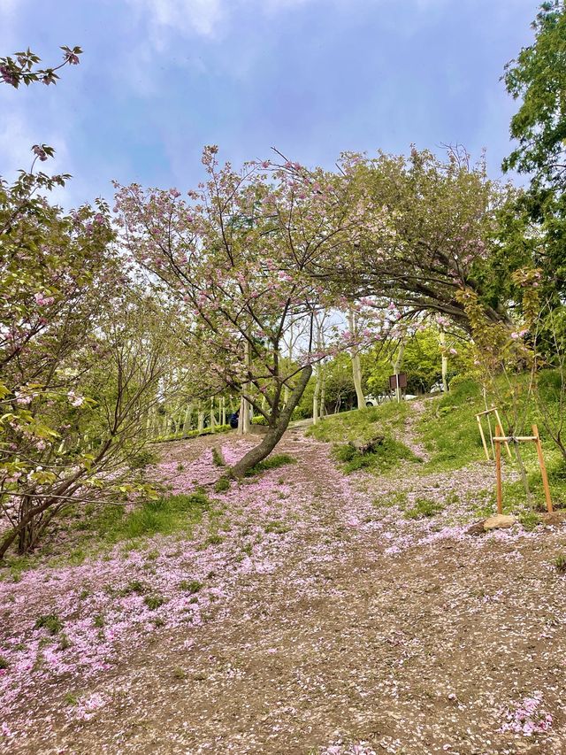 부산 겹벚꽃 명소 best1 민주공원 🌸