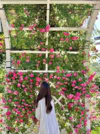 🌹서울대공원 장미원🌹