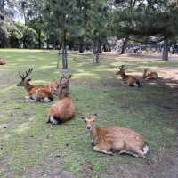 名勝「奈良公園」観光客で賑わい鹿は元気でした
