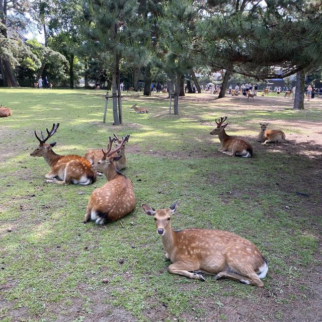 名勝「奈良公園」観光客で賑わい鹿は元気でした