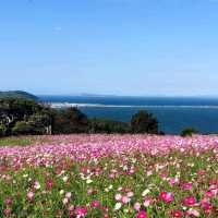Nokonoshima Island Park เกาะดอกไม้แห่งFukuoka